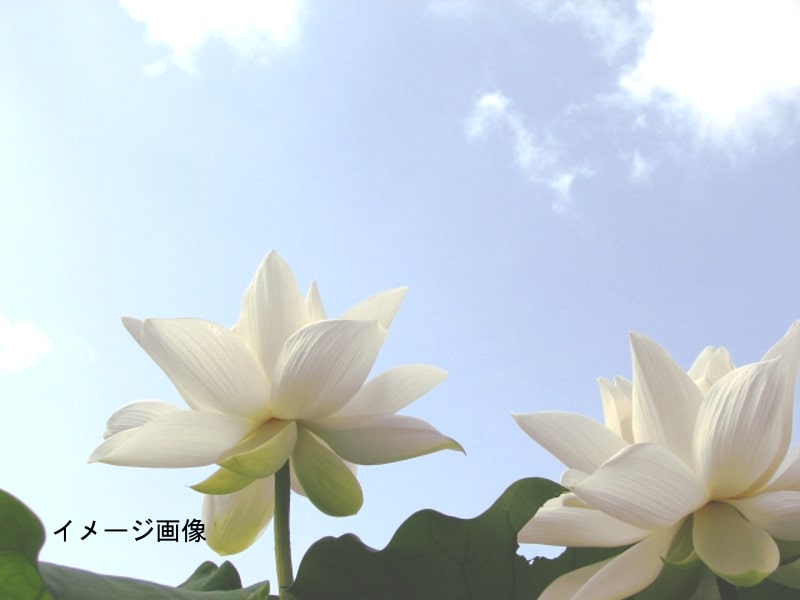 蓮の花イメージ