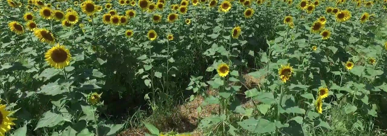 長崎鼻ひまわりフェスタ（大分） | 2019年ひまわり祭り・見頃情報