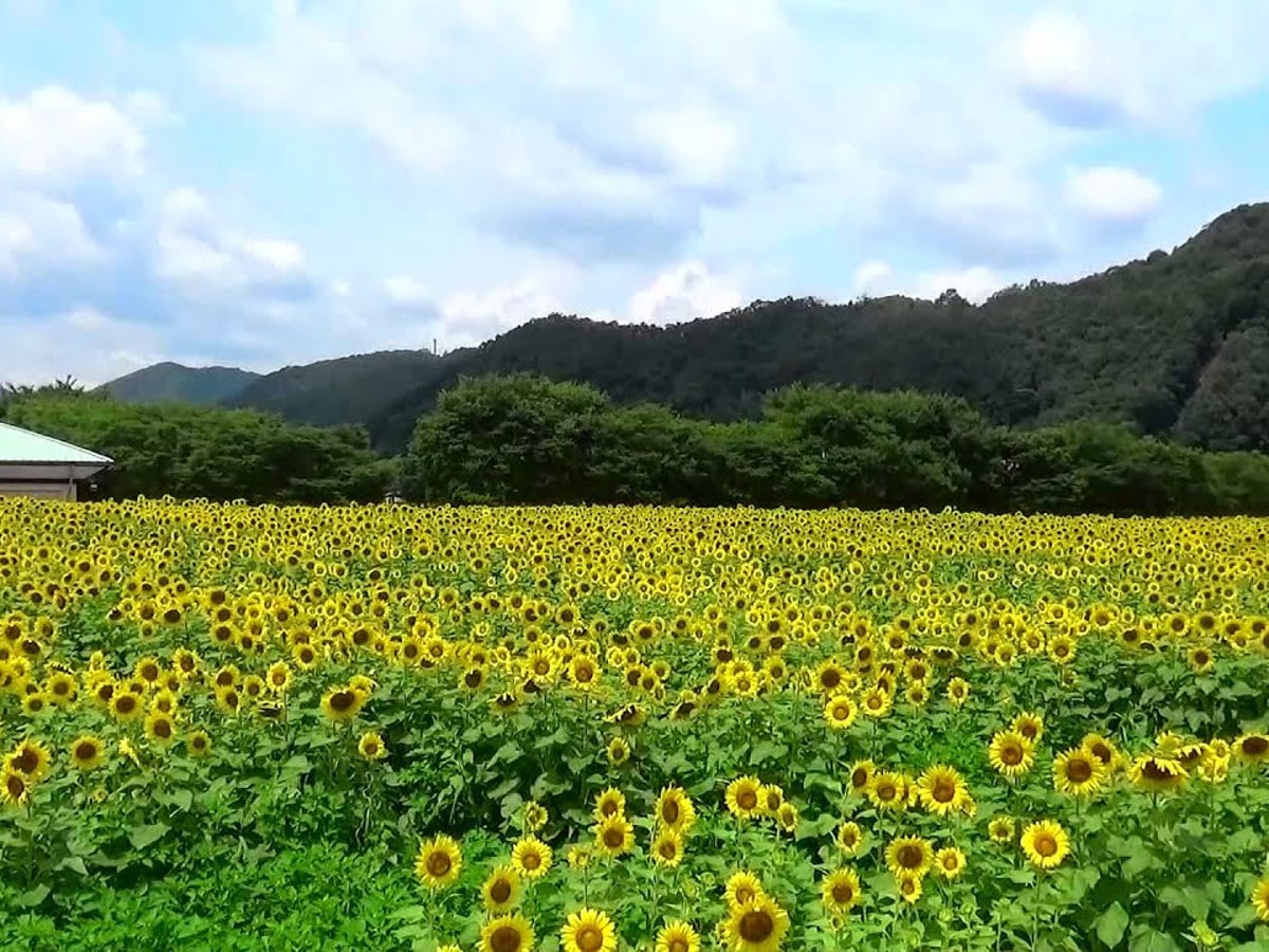 佐用町ひまわりtop