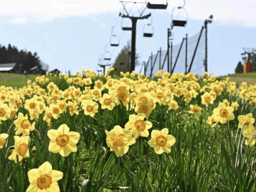 みやぎ蔵王えぼしリゾート（宮城） | 2026年水仙まつり・見頃情報