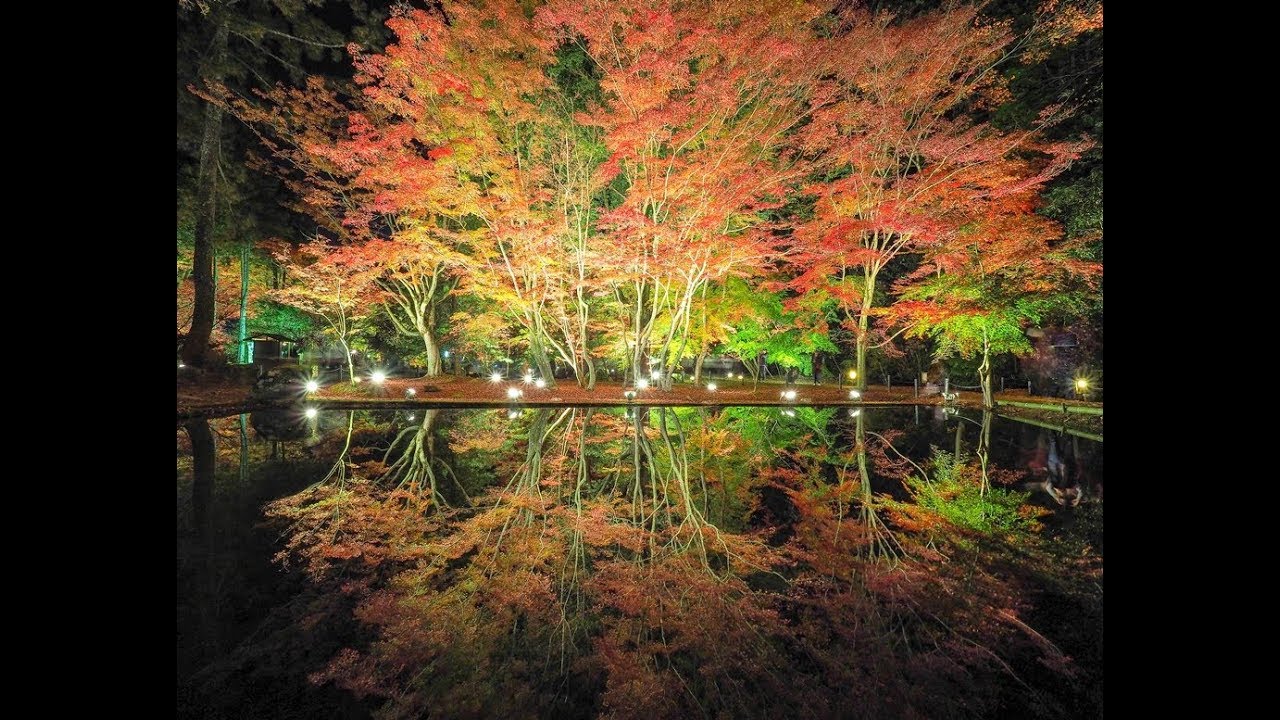 曽木公園（岐阜） | 2019年紅葉ライトアップ情報