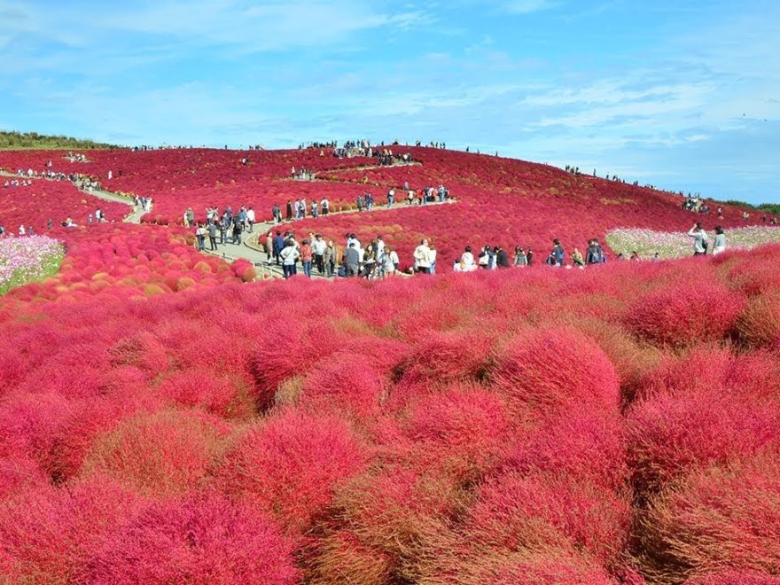 国営ひたち海浜公園(茨城) | 2019年コキア(紅葉)鑑賞イベント・見頃情報