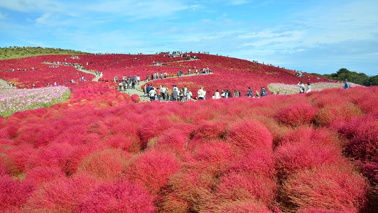 中止 国営ひたち海浜公園 茨城 21年コキア 紅葉 ライトアップ 見頃情報 Amatavi