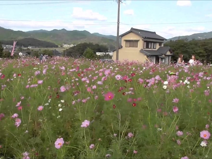 新城市 コスモスの小径(愛知) | 2019年コスモス畑の開園・見頃情報