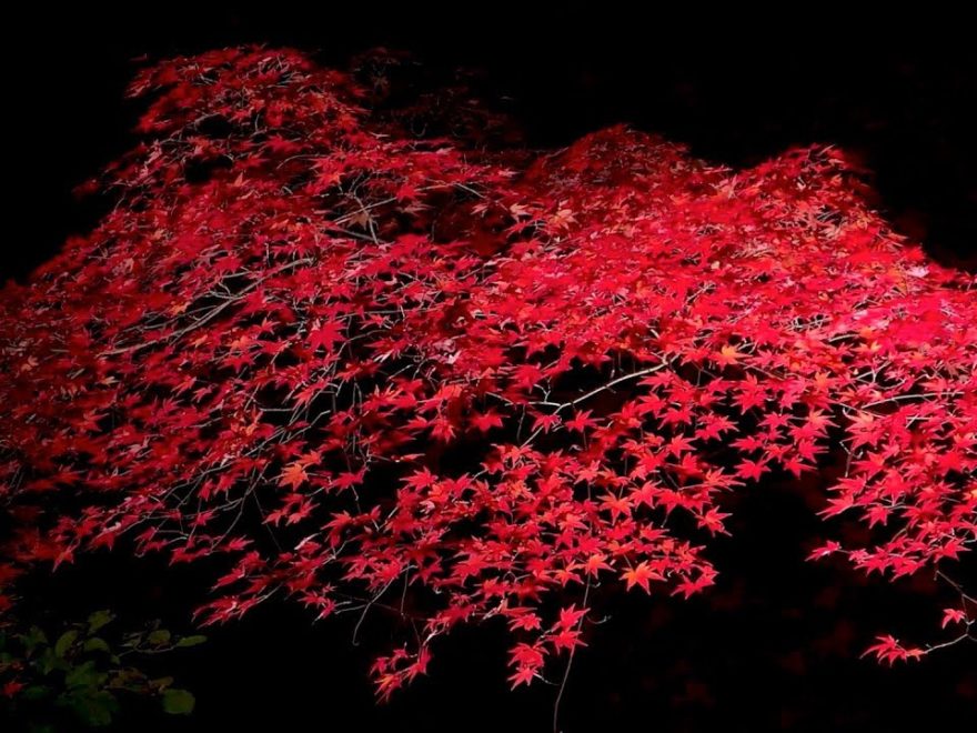 武蔵丘陵森林公園（埼玉） | 2019年紅葉ライトアップ情報