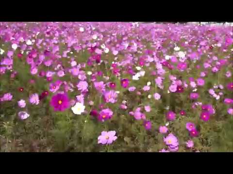 小泉稲荷 大鳥居周辺コスモス畑(群馬) | 2019年コスモス祭り・見頃情報