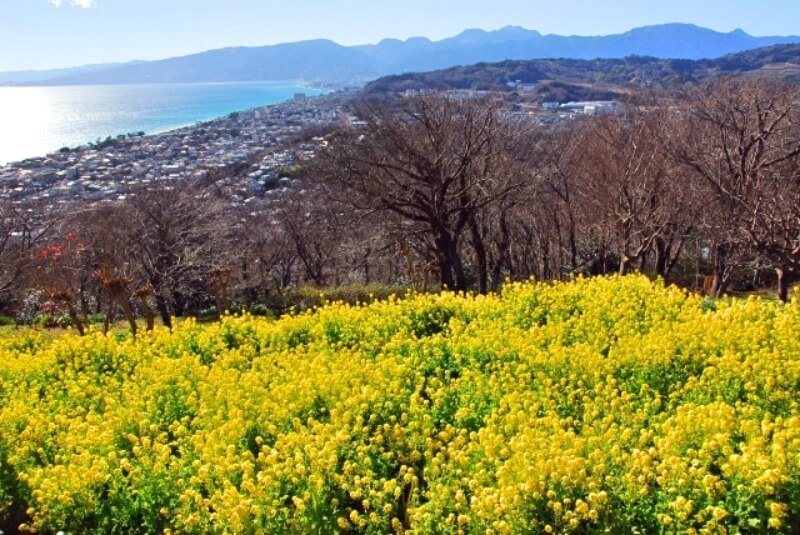 吾妻山公園 神奈川 年菜の花まつり 見頃情報 Amatavi