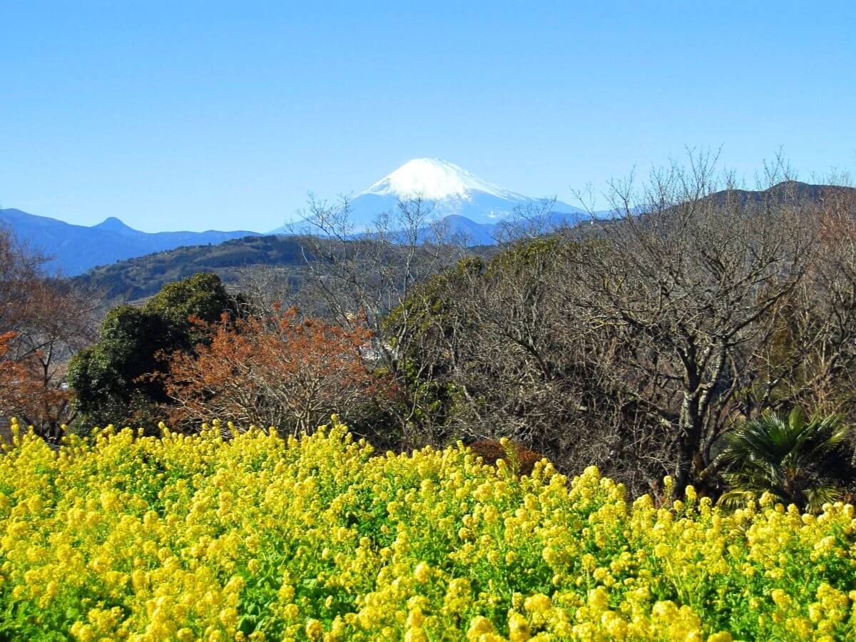吾妻山公園 神奈川 22年菜の花まつり 見頃情報 Amatavi