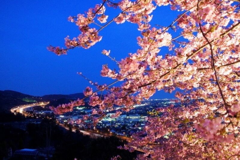 松田山_河津桜_ライトアップ・夜景