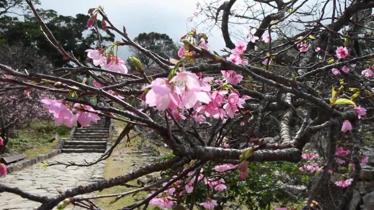 今帰仁城跡 沖縄 21年桜祭り 夜桜ライトアップ 見頃情報 Amatavi