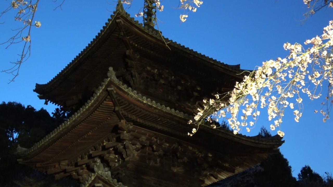 中止 三井寺 園城寺 滋賀 年桜祭り 夜桜ライトアップ 見頃情報 Amatavi