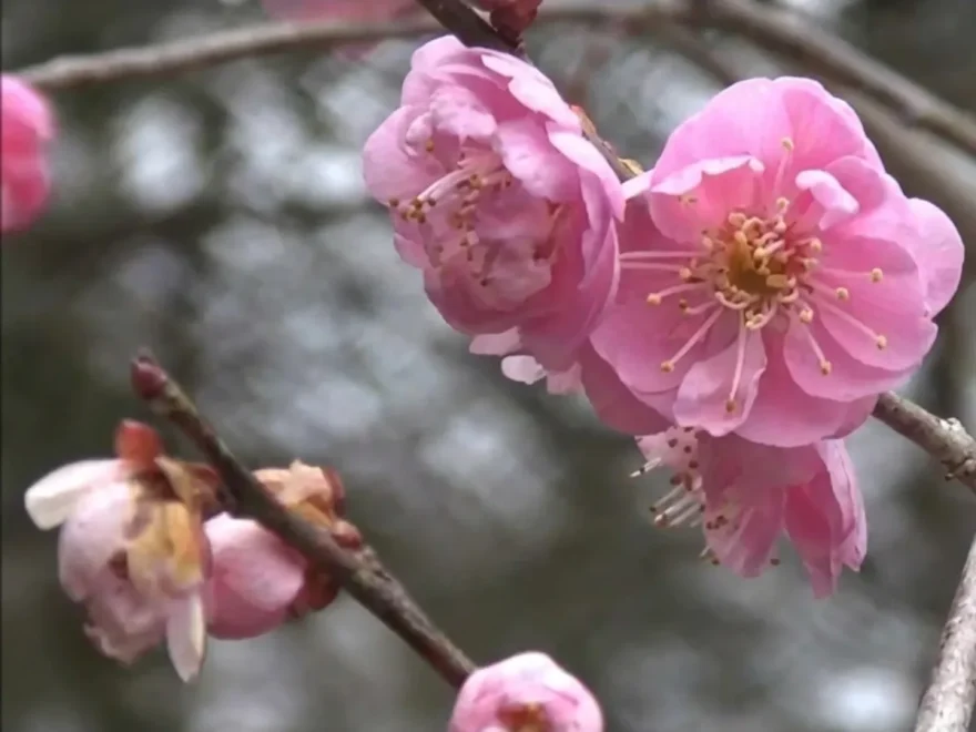 石山寺（滋賀） | 2026年梅まつり・見頃情報
