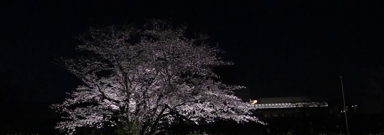 国立歴史民俗博物館（佐倉城址公園）（千葉） | 2020年桜祭り・夜桜ライトアップ・見頃情報