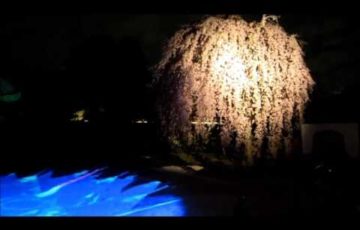 高台寺・円徳院（京都） | 2020年桜祭り・夜桜ライトアップ・見頃情報