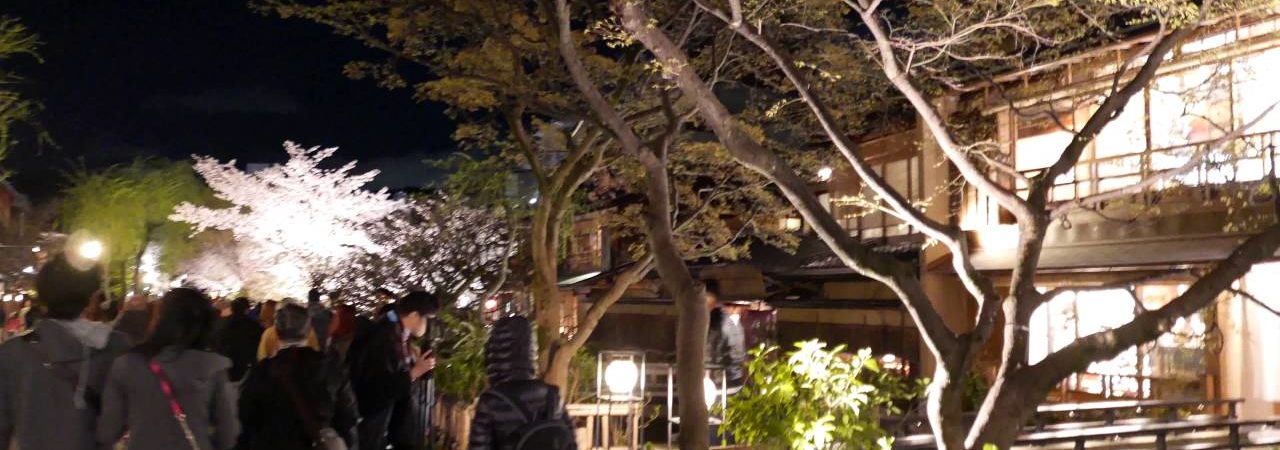 祇園新橋・白川沿い（京都） | 2020年桜祭り・夜桜ライトアップ・見頃情報