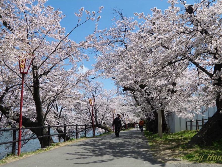 五百淵公園(福島) | 2020年桜祭り・夜桜ライトアップ・見頃情報
