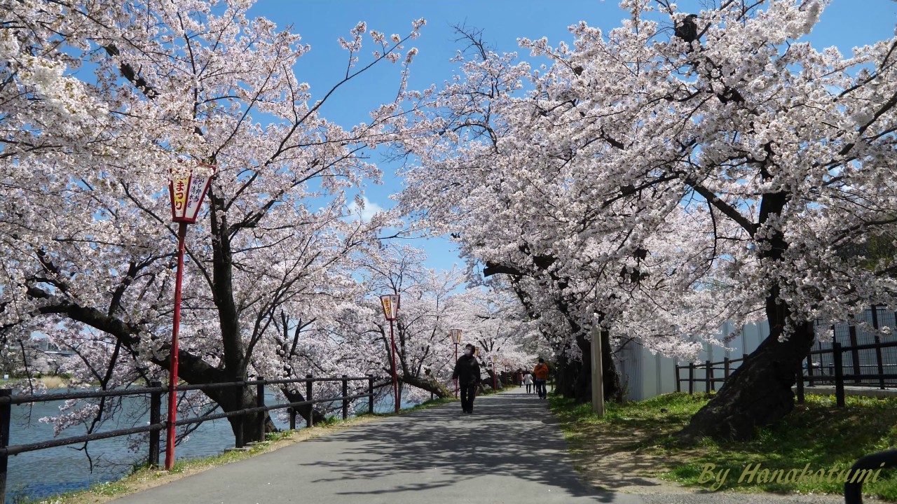 五百淵公園 福島 年桜祭り 夜桜ライトアップ 見頃情報 Amatavi