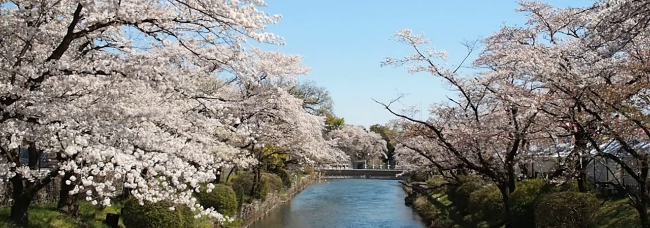羽村堰（東京） | 2020年桜祭り・夜桜ライトアップ・見頃情報