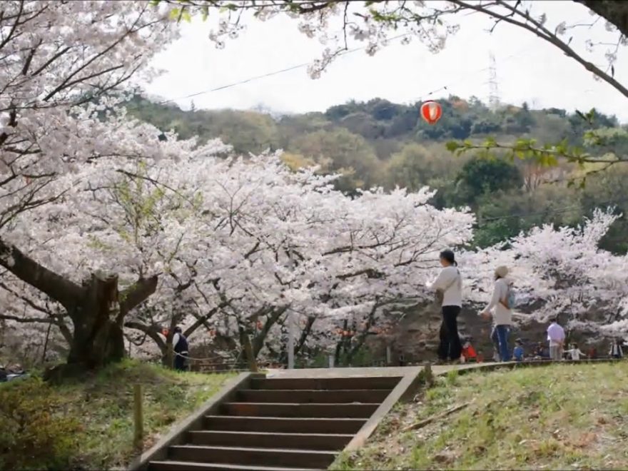 永楽ダム（奥山雨山自然公園）（大阪） | 2020年桜祭り・夜桜ライトアップ・見頃情報