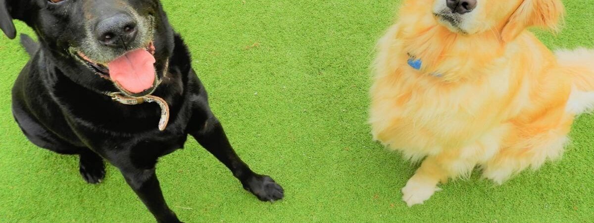 大型犬同伴宿泊_cover