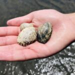 姫路白浜潮干狩り場（兵庫県姫路市） | 2026年潮干狩り情報