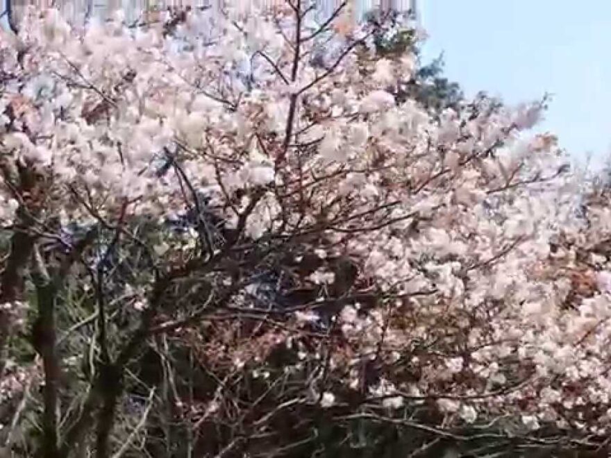 ウッドパーク声ヶ乢（岡山） | 2021年桜祭り・夜桜ライトアップ・見頃情報