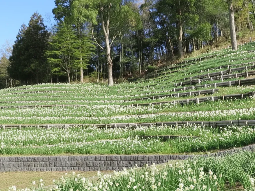 蜻蛉池公園（大阪） | 2026年水仙まつり・見頃情報