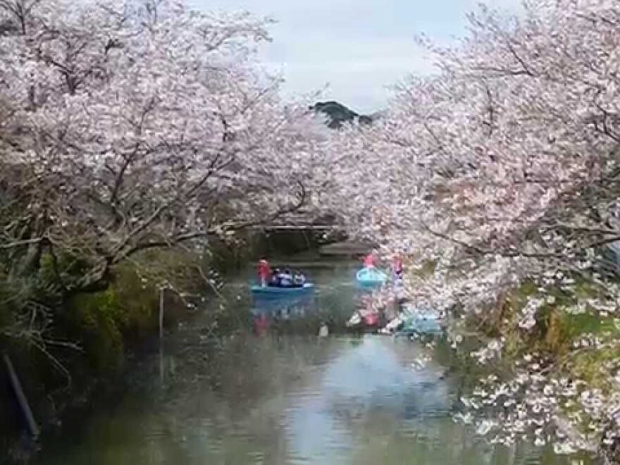 生名ロマン街道（徳島） | 2022年桜祭り・夜桜ライトアップ・見頃情報
