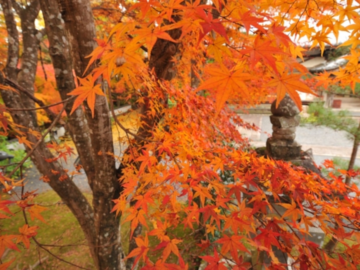 普現寺紅葉(大分)