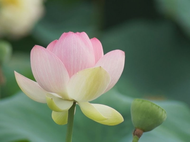 南越前町 花はす公園（福井） | 2023年はす祭り・見頃情報