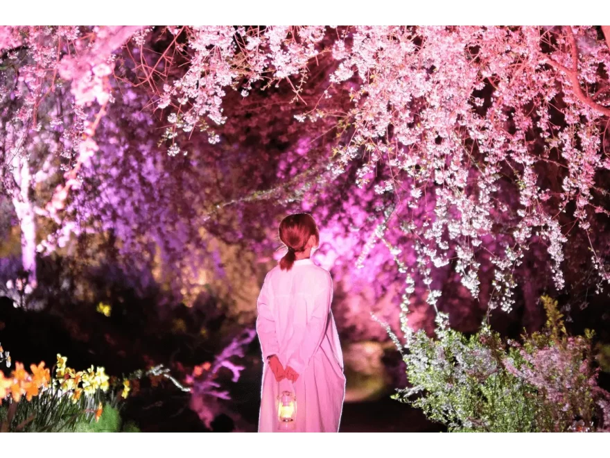 世羅高原農場（広島県世羅町） | 2024年桜祭り・夜桜ライトアップ・見頃情報