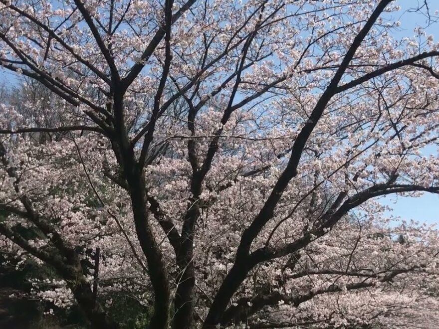 芹ヶ谷公園 多目的広場 他（東京） | 2026年桜祭り・夜桜ライトアップ・見頃情報