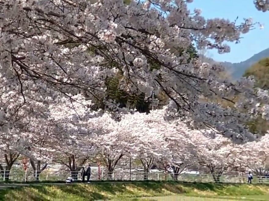 宇陀川沿い（奈良） | 2026年桜祭り・夜桜ライトアップ・見頃情報